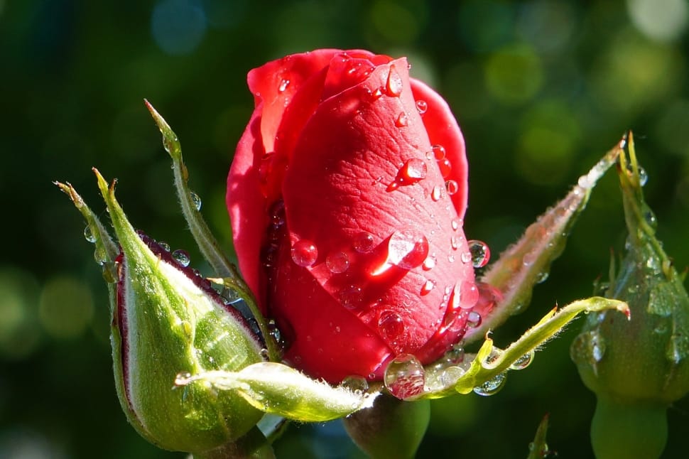 Plant, Red, Nature, Rose, Garden, Flower, drop, nature preview