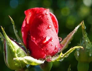 Plant, Red, Nature, Rose, Garden, Flower, drop, nature thumbnail
