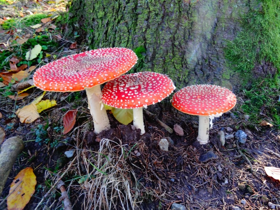 3 set of red and white mushrooms preview
