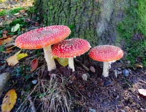 3 set of red and white mushrooms thumbnail