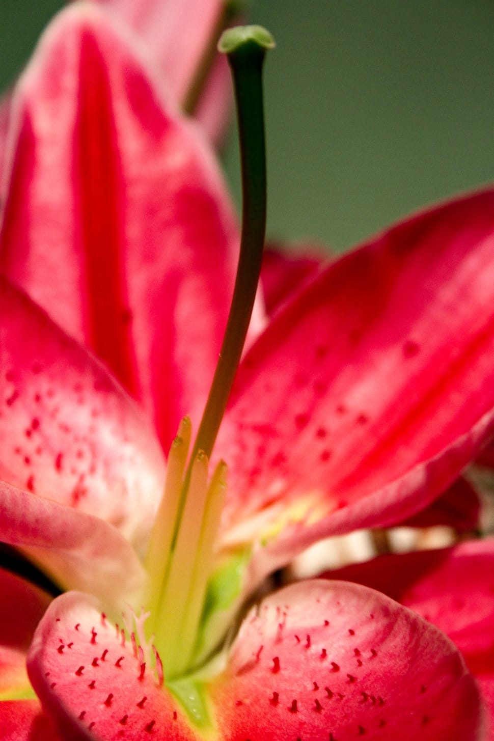 closeup photo of red petaled flower preview