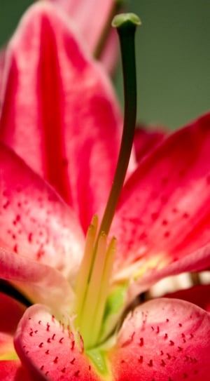 closeup photo of red petaled flower thumbnail