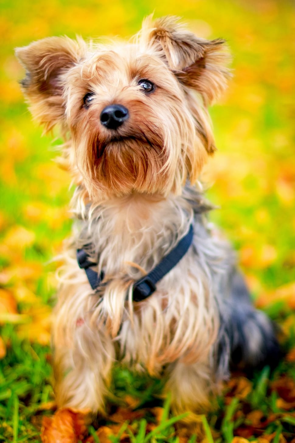 selective focus photography of tan and black yorkshire terrier preview