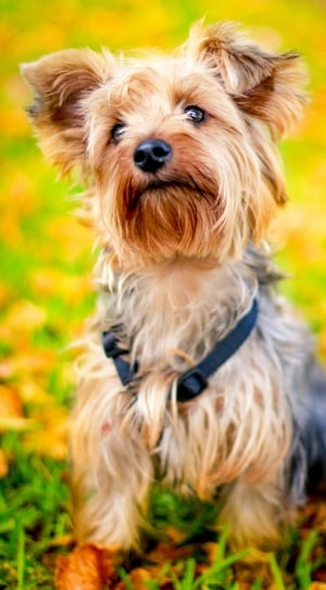 selective focus photography of tan and black yorkshire terrier thumbnail