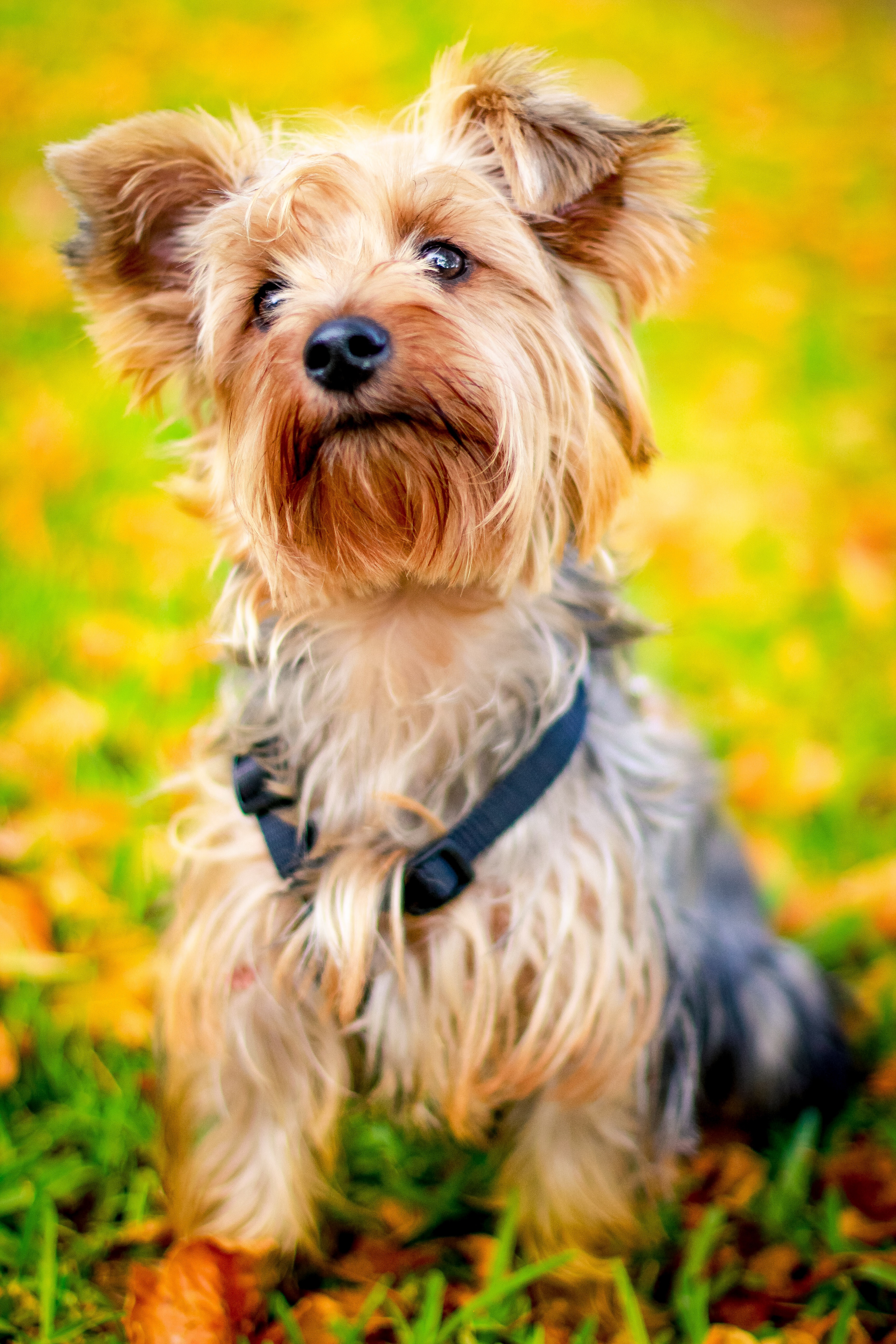 selective focus photography of tan and black yorkshire terrier