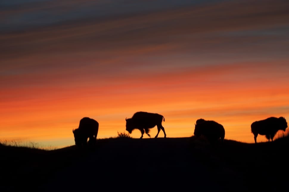 silhouette of bisons preview