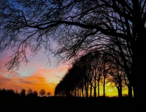 forest during sunset thumbnail