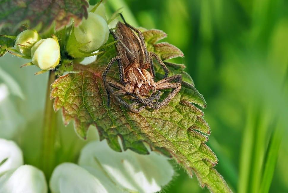 Nature, Insect, Live, leaf, green color preview
