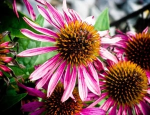 pink and brown petaled flowers thumbnail