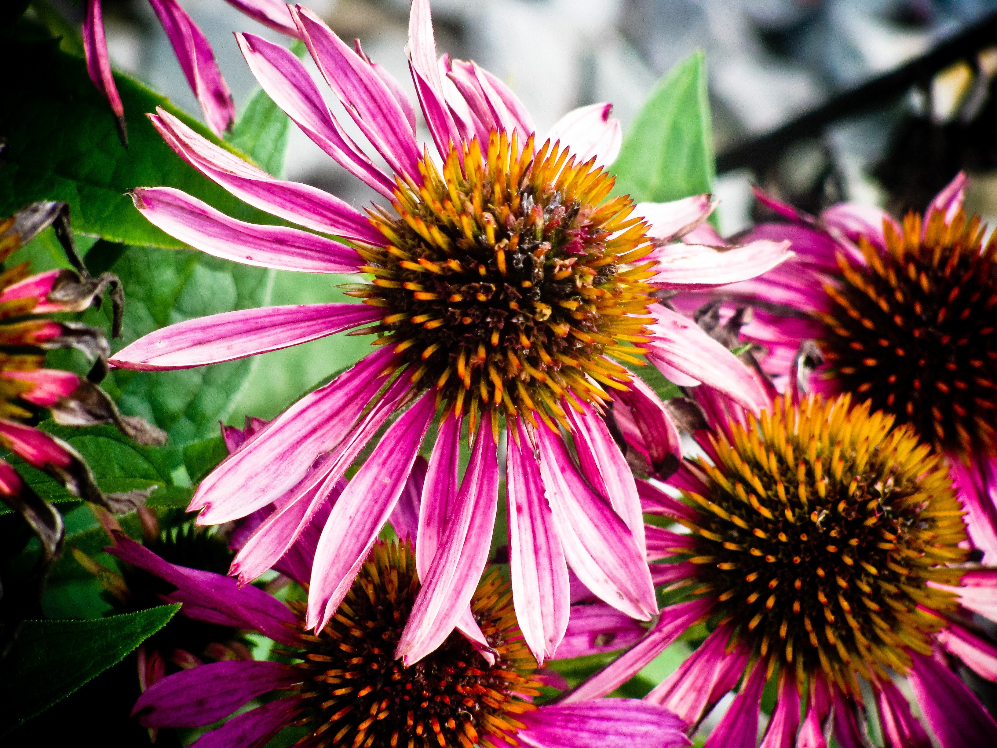 pink and brown petaled flowers