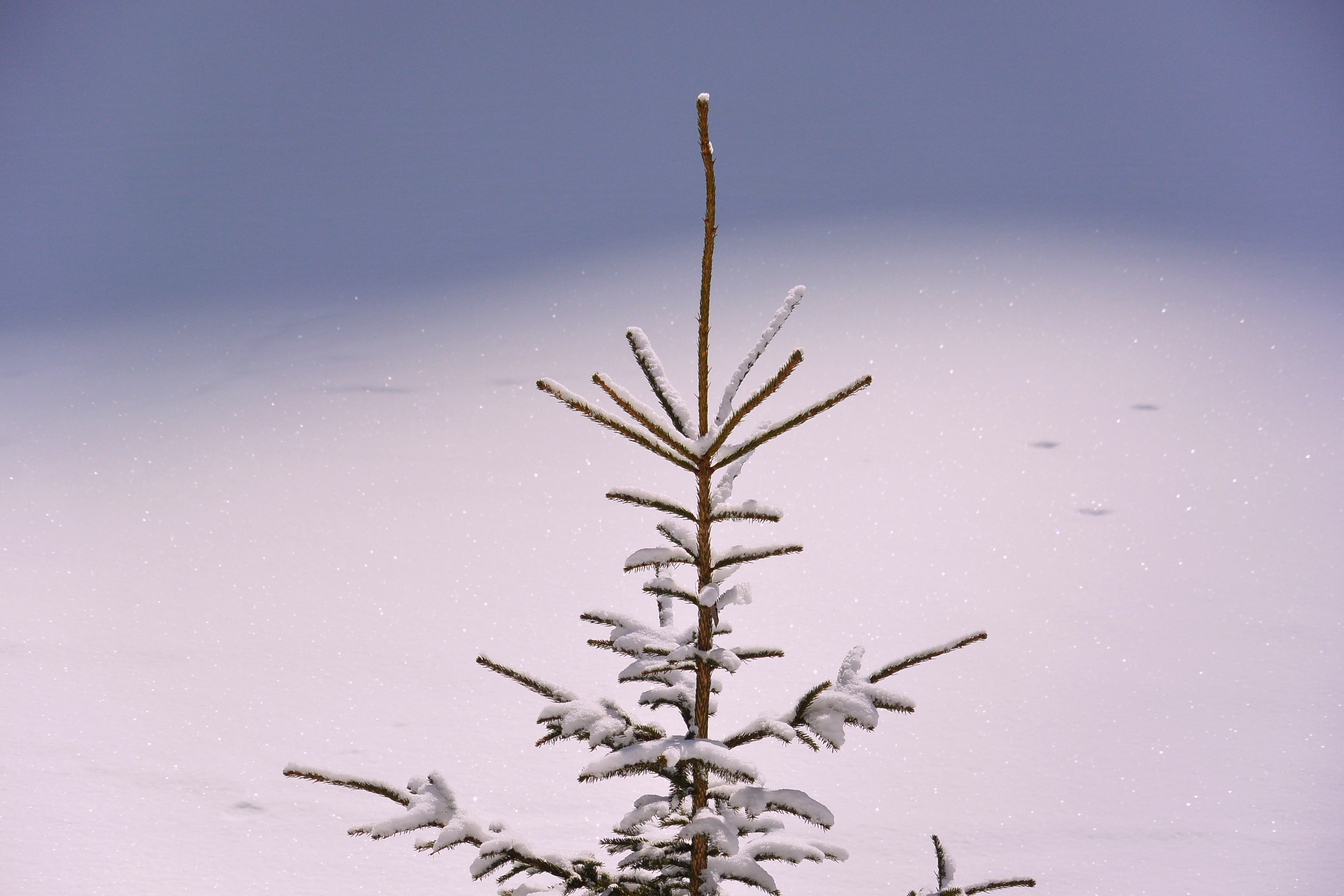 ice snow and fall tree
