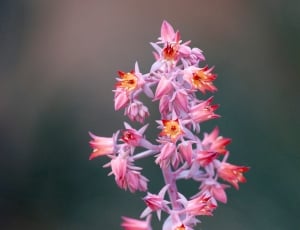 pink spiky petaled flowers thumbnail