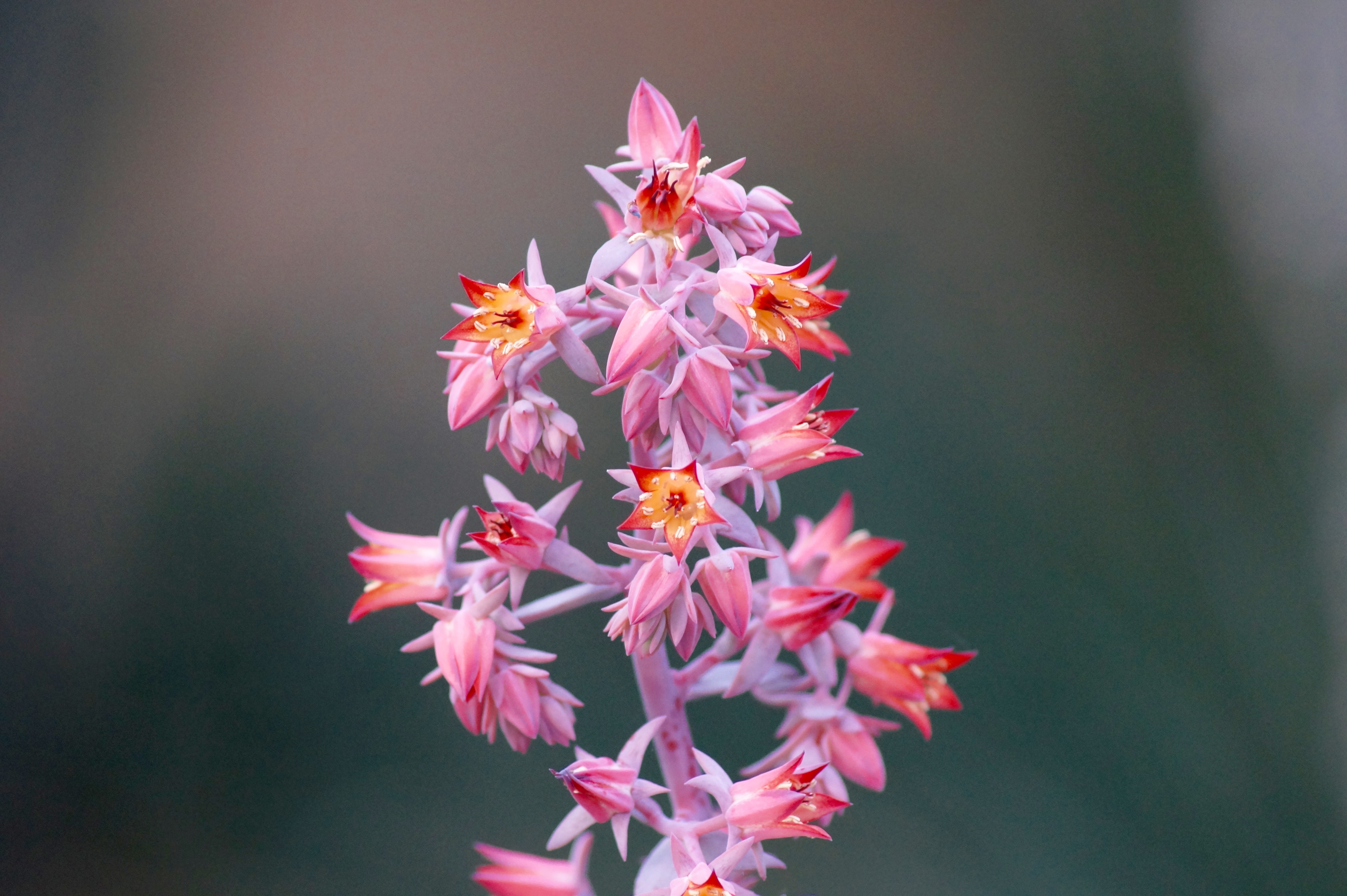 pink spiky petaled flowers