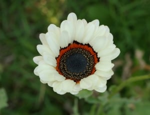 white and red petaled flower at daytime thumbnail