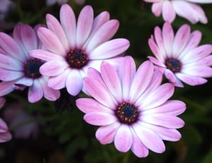 purple multipetal flower thumbnail