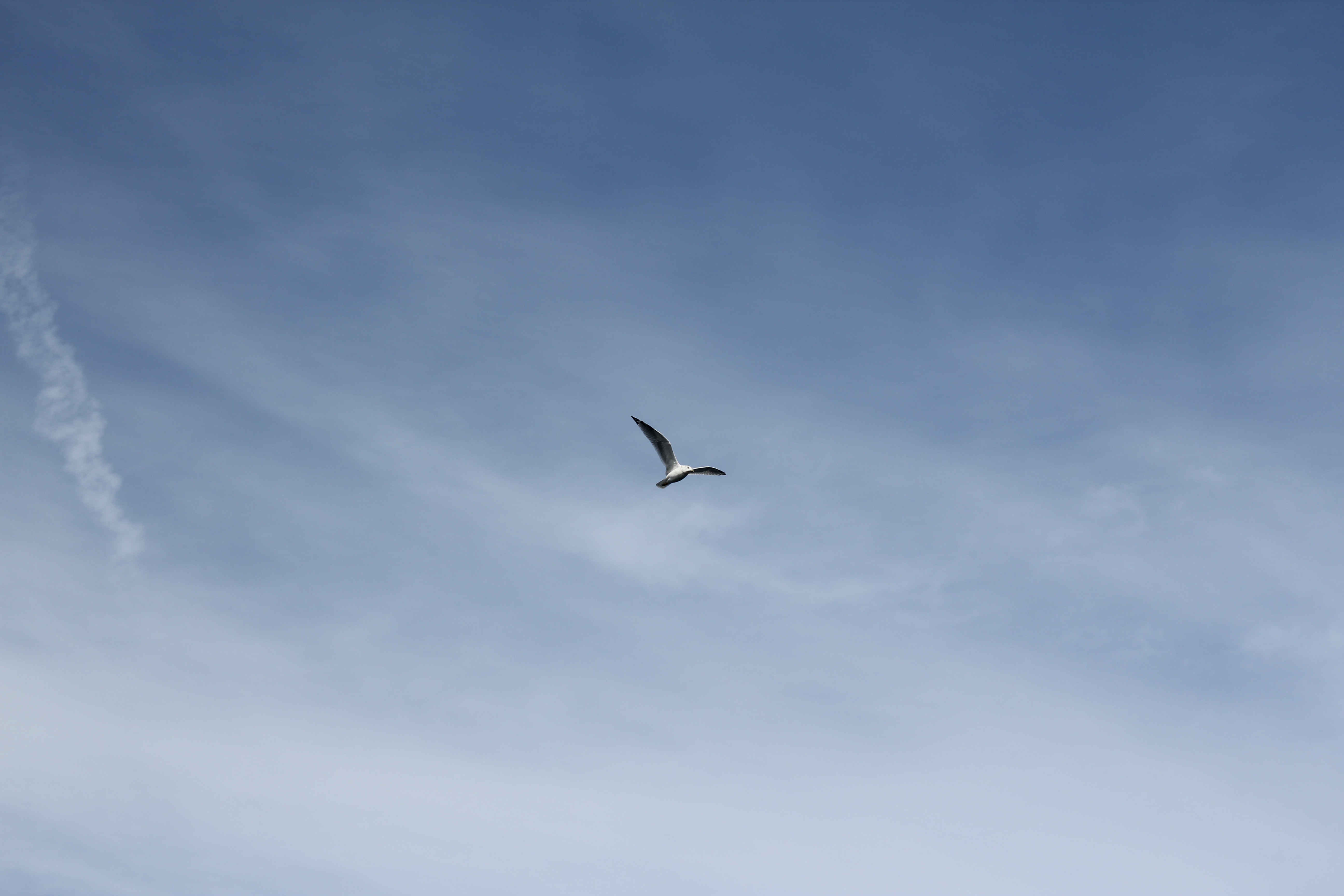 1280x1024 wallpaper | black and white feathered bird flying daytime