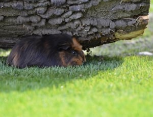 guinea pig under tree trunk thumbnail