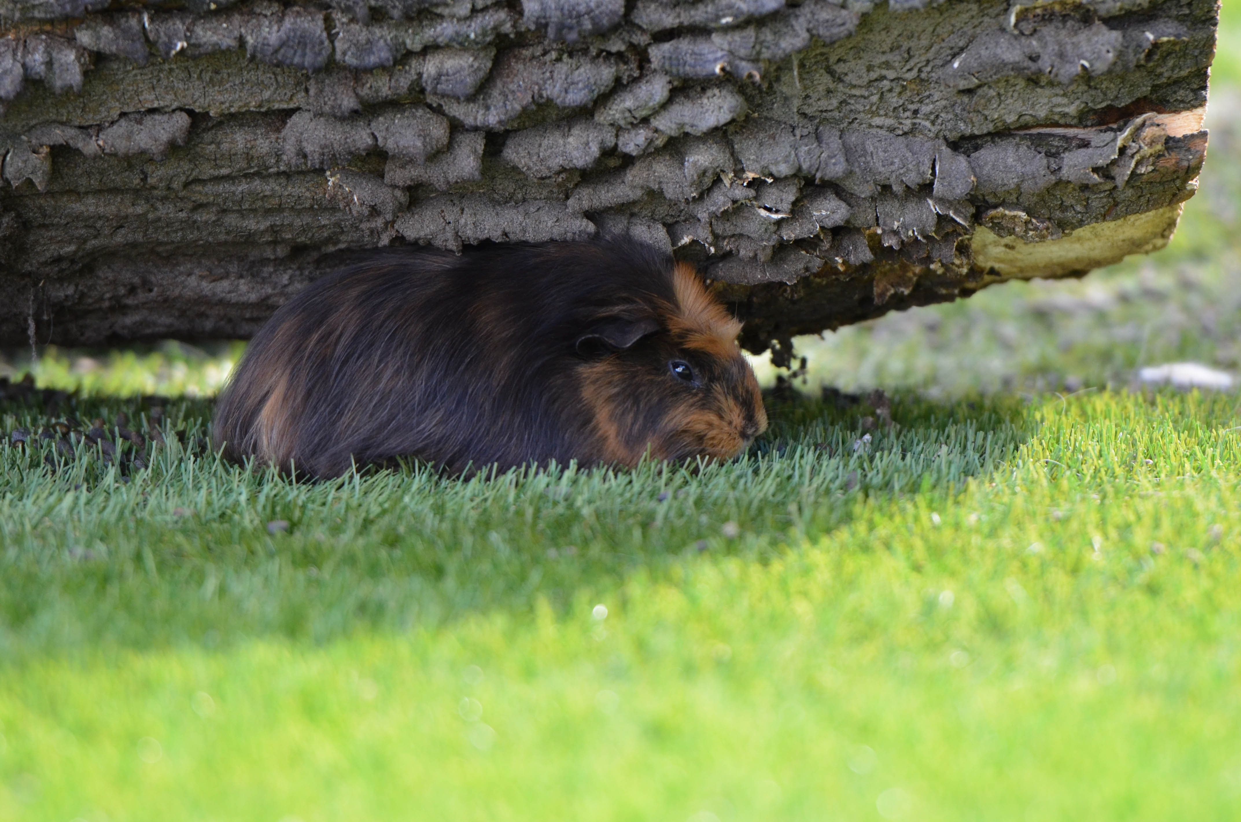 guinea pig under tree trunk