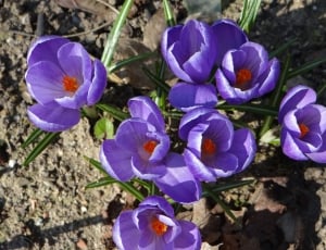 Nature, Lorraine, Flower, Crocus, Spring, flower, purple thumbnail