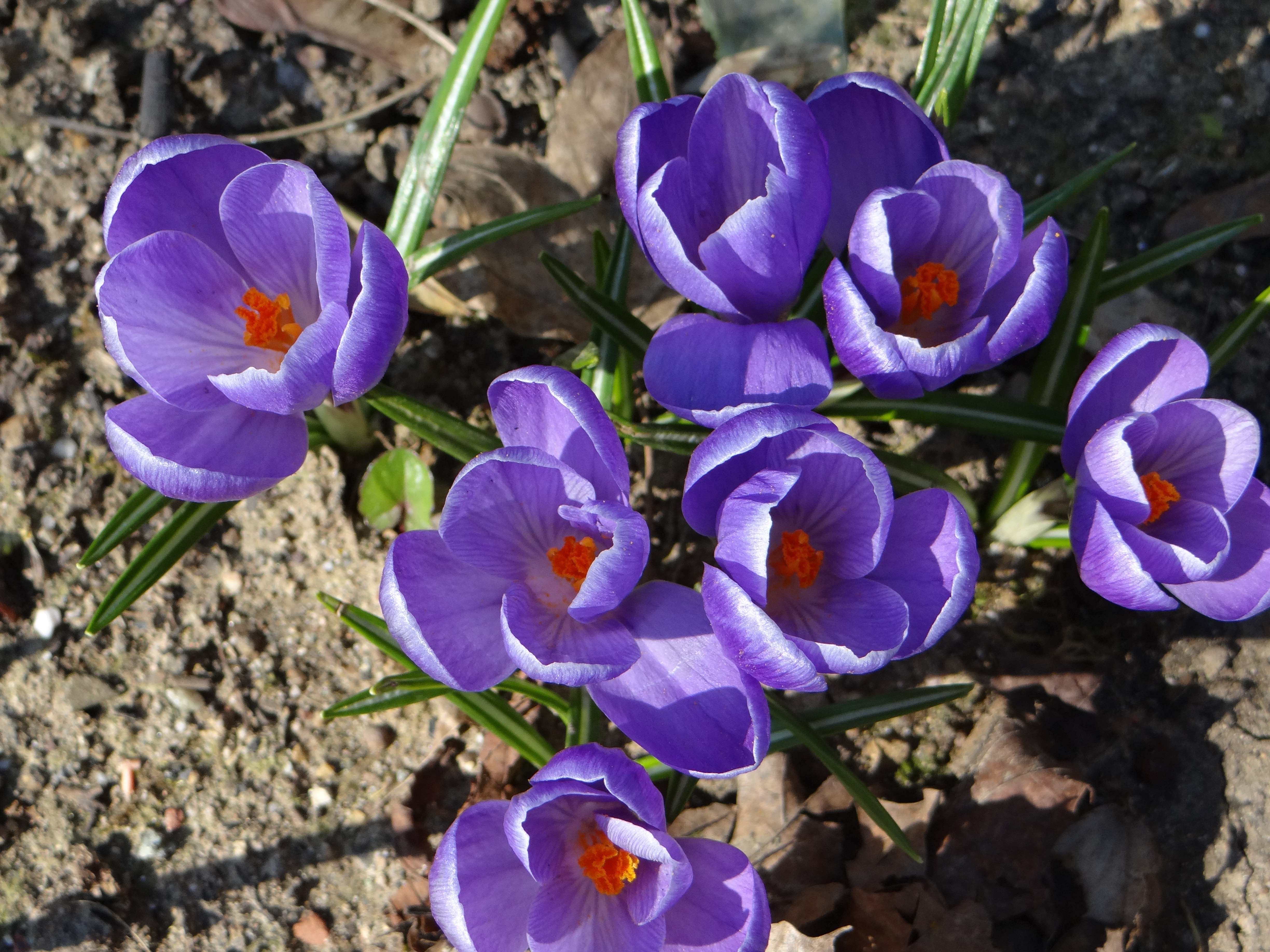 Nature, Lorraine, Flower, Crocus, Spring, flower, purple
