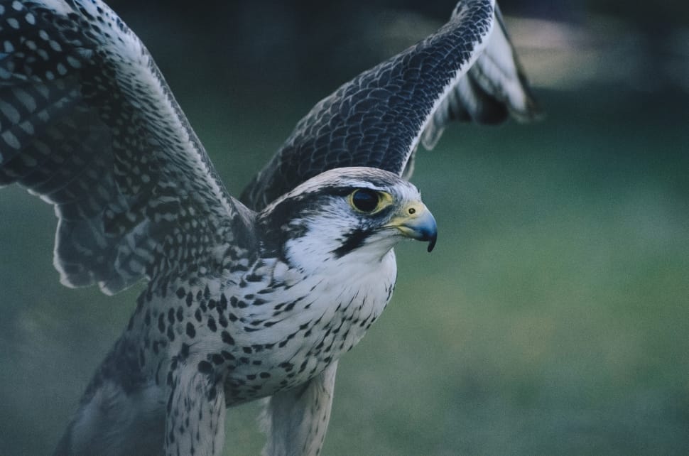 gray and black falcon open wings on green field preview