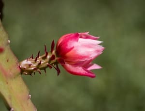 shallow focus photography of red cactus flower thumbnail