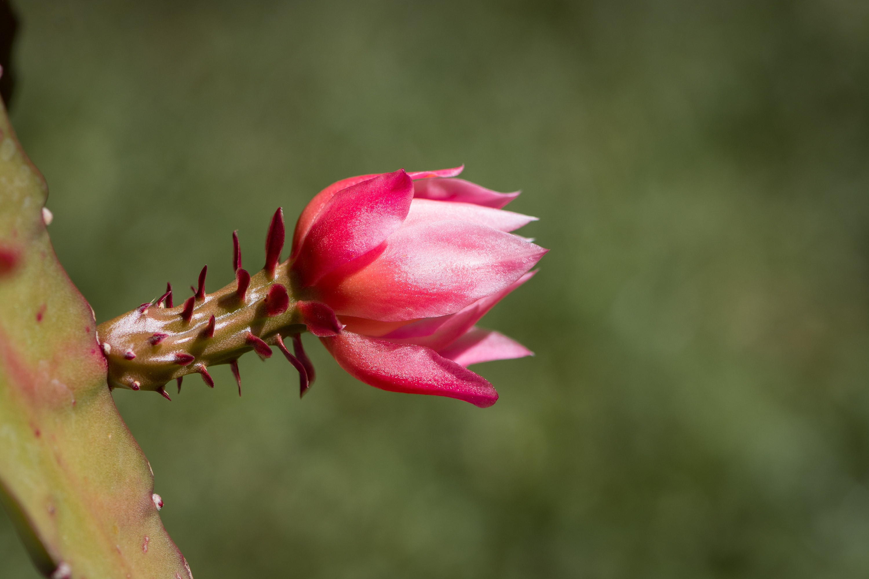 shallow focus photography of red cactus flower