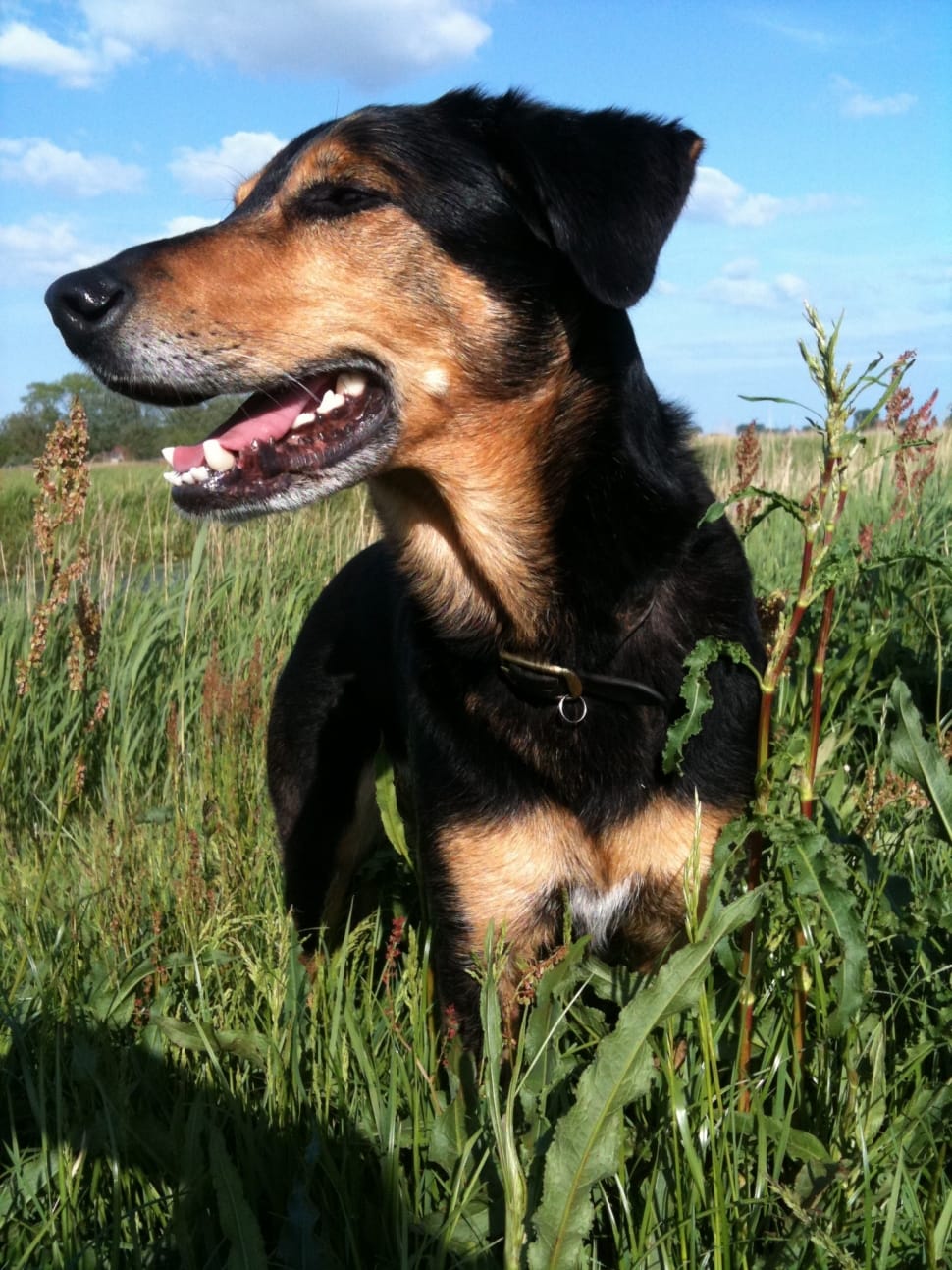 black and tan short coat medium breed dog preview