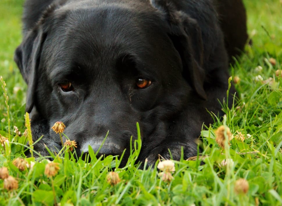 black Labrador Retriever lying on the green grass field preview