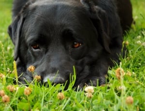 black Labrador Retriever lying on the green grass field thumbnail