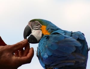 blue and white parrot thumbnail