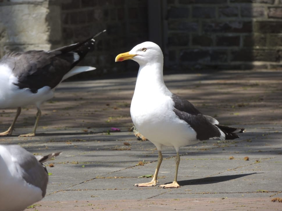 close up photo of white and black seagull preview