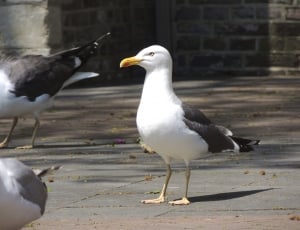 close up photo of white and black seagull thumbnail