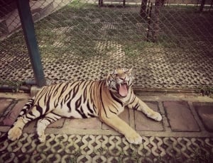 bengal tiger photo thumbnail