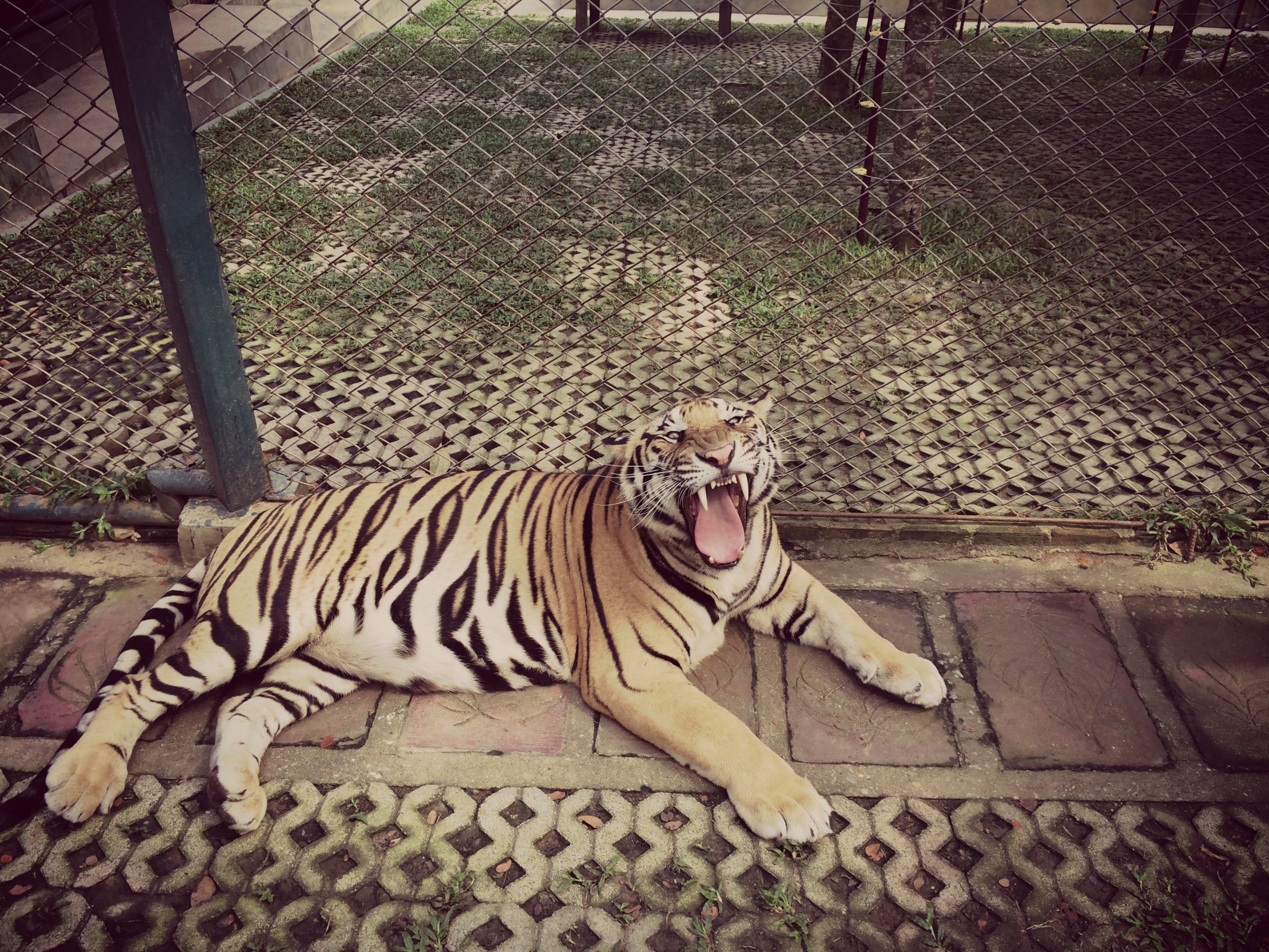 bengal tiger photo