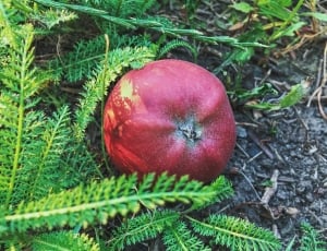 closeup photo of round red fruit thumbnail