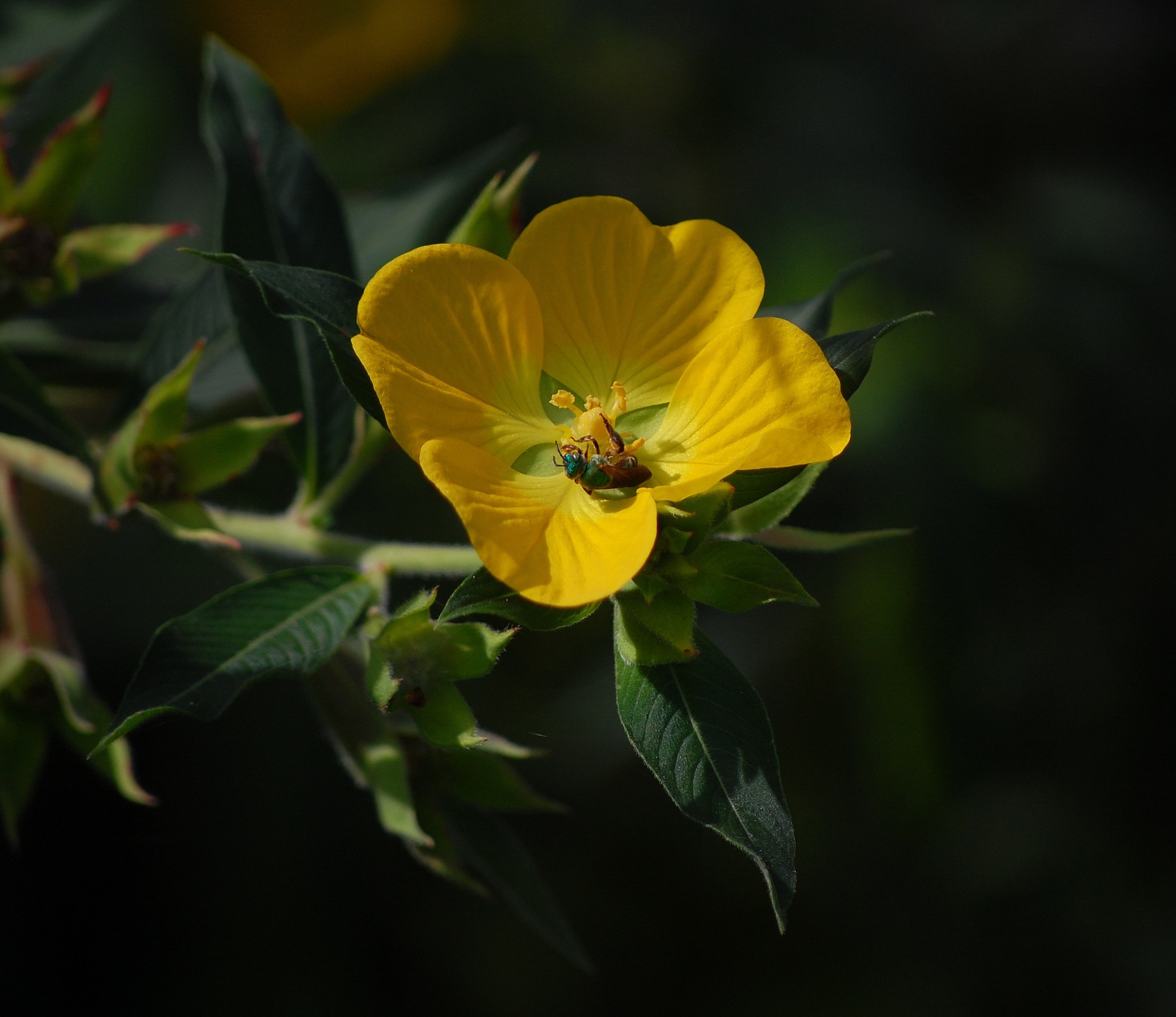yellow flower plant