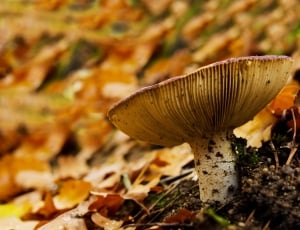 Mushroom, Forest, Leaf, Leaves, Macro, nature, close-up thumbnail