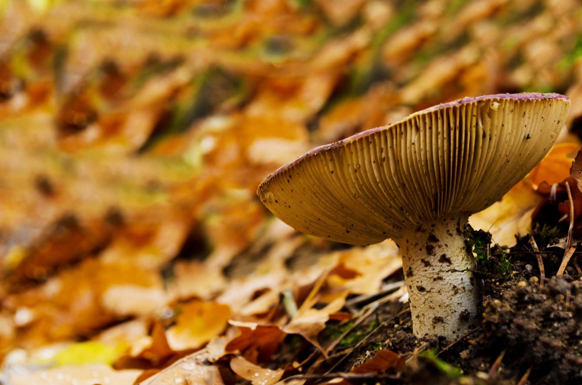 Mushroom, Forest, Leaf, Leaves, Macro, nature, close-up