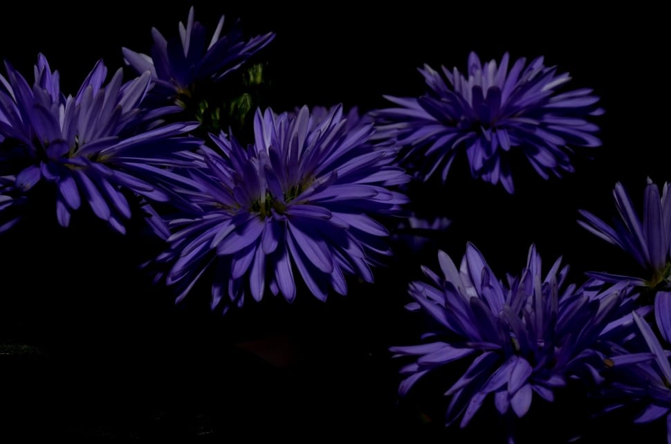 purple chrysanthemums preview