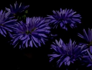 purple chrysanthemums thumbnail