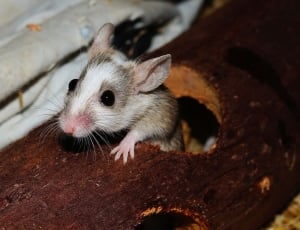 white and brown mice thumbnail