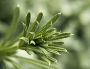 Detail, Close, Macro, Plant, Green, green color, growth thumbnail