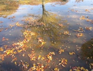 body of water with withered leaves thumbnail