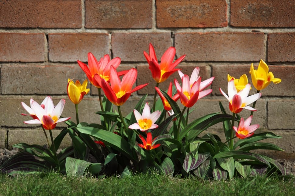 photo of red,white and yellow petaled flower beside a brick wall placed on green grass field preview