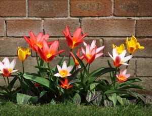 photo of red,white and yellow petaled flower beside a brick wall placed on green grass field thumbnail