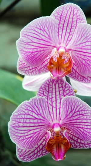 Orchid, Flora, Blossom, Pink, Flower, flower, petal thumbnail