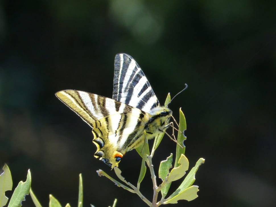 Machaon, Papilio Machaon, insect, butterfly - insect preview