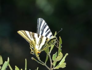 Machaon, Papilio Machaon, insect, butterfly - insect thumbnail