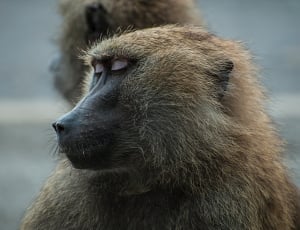 primate with closed eyes thumbnail